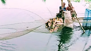 Amazing Fishing Technique catching huge fishes by net fishing 2024.