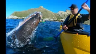 Seal Slaps Man With An Octopus