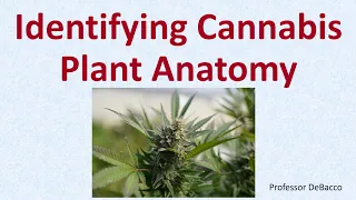 Identifying Cannabis Plant Anatomy