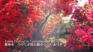 The world's most famous azalea garden,Tatebayashi "Tsutsujigaoka Park"