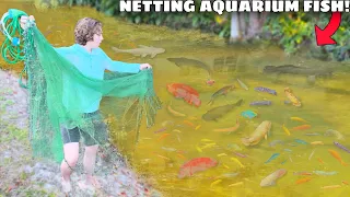 Netting Wild Aquarium Fish For My BACKYARD POND!