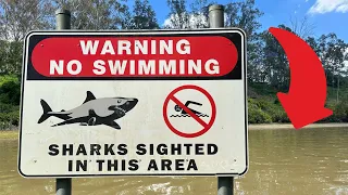 WOULD YOU SWIM HERE? | BRISBANE SHARK FISHING