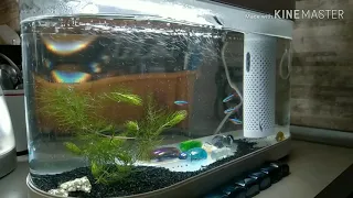 Xiaomi Geometry Fish Tank Aquaponics Ecosystem