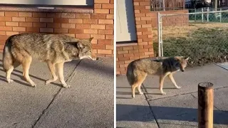 Coyote found roaming in NYC