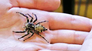 Größte Springspinne der Welt – Schau was sie gemacht hat