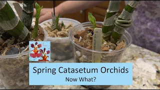 Spring Catasetum Orchid Update | Let's Get Them Repotted & Don't Water Yet! | How to Grow Catasetum