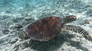 Sea Turtle Gopro - New Caledonia