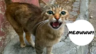 Three hungry cat meowing for food