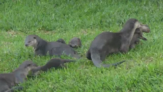 新加坡野生水獭家族_水獺寶寶 _ The Smooth-coated Otter Family With Six Otter Pups in South West Singapore