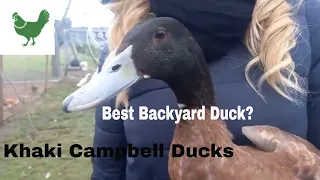 Khaki Campbell Ducks - Best garden ducks? - Raising Ducks for beginners
