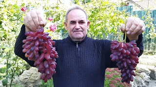Обзор средних и поздних сортов винограда.