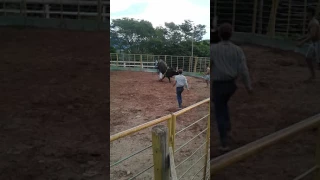 Treino de rodeio Douglas silva vs macaco