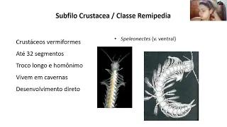 29 AULA - Filo Arthropoda - Subfilo Crustacea: características gerais das classes Cephalocarida...