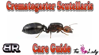Crematogaster Scutellaris Care Guide | Ant Keeping For Beginners | The Ant Lady
