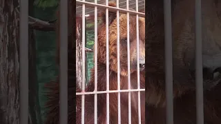 A big brown Bear trying to bend the bars with his strong Jaws #shorts #viral #trending