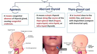 Development of Thyroid and Parathyroid Glands - Dr. Ahmed Farid