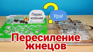 Пересиление муравьёв// муравьи messor structor//жнецы