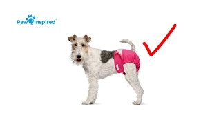 How to Fit your Dog for Washable Dog Diapers & Male Wraps ?