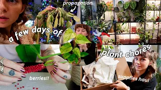 🌿 lots of plant chores | anthurium bakeri berries, potting, propagating, new supplies!
