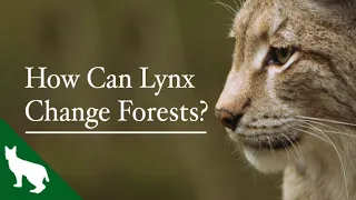 How Lynx Change Forests | Lynx UK Trust