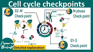 Cell cycle checkpoints |  DNA damage checkpoint | spindle assembly checkpoint | Cell biology
