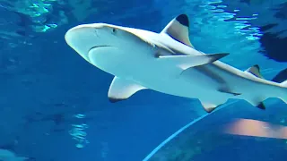 Sharks - Haie im Kreuzfahrt - Cruise Terminal in Doha.