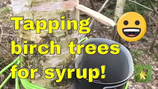 Tapping Birch trees for sap / syrup / water