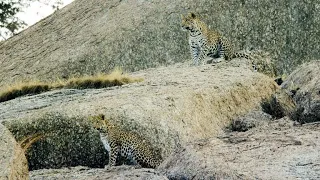 This Leopard Mom’s Dating Life is a Danger to her Cubs