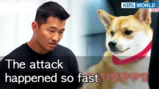 The attack happened so fast [Dogs are incredible : EP.136-3] | KBS WORLD TV 220823