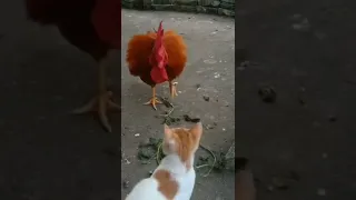 cat vs chicken fight #shorts #reel #chicken #cat