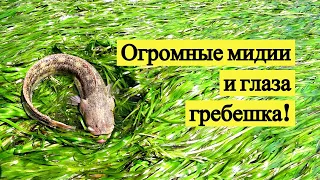 Огромные мидии, глаза гребешка, расписной маслюк и трепанг