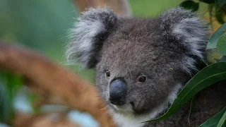 National Geographic Documentary - The Strangest Animals in Australia -   Wildlife Animal
