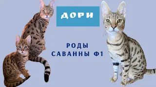 Роды саванны f1 Дори /котята саванна ф2