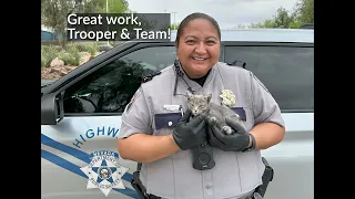 Nevada State Police Rescues Kitten From Highway