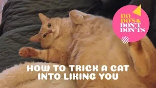 How to Trick a Cat Into Liking You | Do-do's & Don't-don'ts