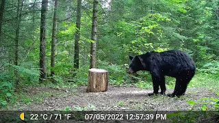 Trail Cam - Bear, Coyote, Deer, Turkey, Crows, Rabbit, Raccoon