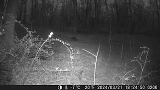 Trail Cam Coon #Raccoon #Coon #Night #Running