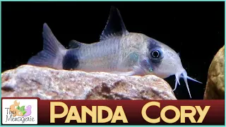 All About Panda Corydoras - Small, Gentle and Seriously Cute Catfish