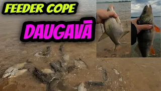 Kaprīza zivtiņa, pieticīgs loms. 🤷‍♂️ Feeder cope. 🐠🐠🐠