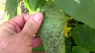 Tons of Aphids on the Cucumbers.