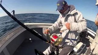 Nova Scotia Bluefin Tuna