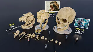 Skull Size Comparsion | 3D Animation