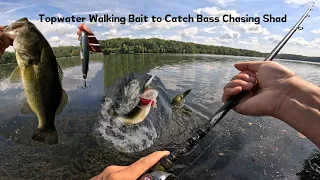 Topwater Walking Bait to Catch Bass Chasing Shad｜Crazy Topwater Bass Fishing