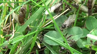 Flying Ants in my back yard