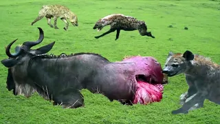 HYENA IS EATING WILDEBEEST LIVE || A PREGNANT DEER EATEN ALIVE BY KOMODO DRAGON ALIVE...Part 1