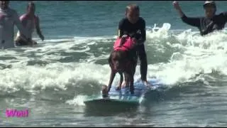 Surfing dogs: Surf dog Ricochet surfs with kids - ESPN filming