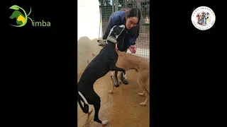 Africa, liebe Galgohündin hat ihre liebe Familie gefunden - presentación con Maria