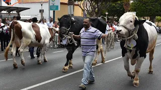 DESFILE FERIA DE GANADO, SAN JOSE OBRERO, EL 1 DE MAYO 2024, CRUCE DE ARINAGA @josenssfotos9748