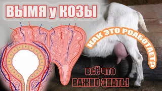 Вымя козы / строение органа и особенности его функционирования #козоводство #зоология