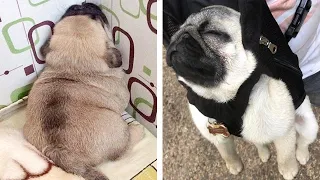 Funniest and Cutest Pug Dog Videos Compilation 2020 - Cutest Puppy #12